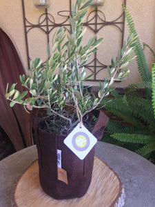 Olive Tree  Mini-Grow Kit –